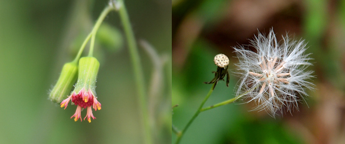 [Two images spliced together. On the left are two buds hanging downward. Only one has the beginnings of a bloom. Five red stubs with yellow centers extend from the outer rim of the green base. The center is tightly closed red pieces. On the right is a seed head and the remains of a flower. The seed head is on the right and has a number of thick pink-white tubes emanating spherically from a center section. At the end of each tube are long white wispy pieces extending the size of the sphere. The former flower is on the right and all that remains is a small circular white disks with brown speckles on it and a few completely brown former petals.